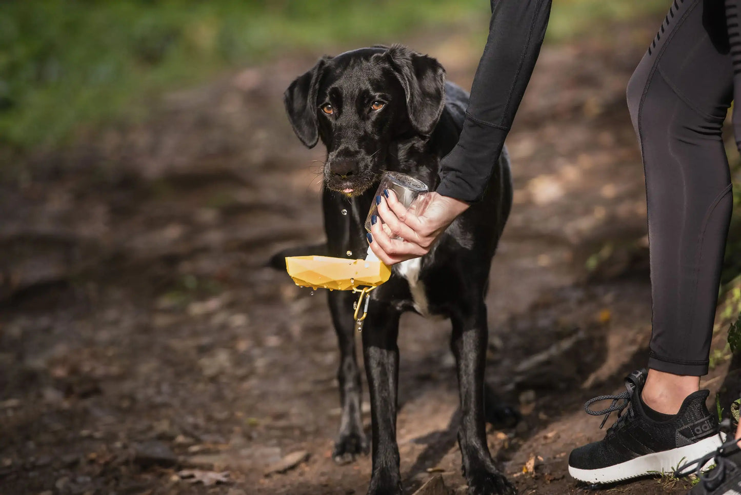 Paws & Refresh Travel Drink Pod