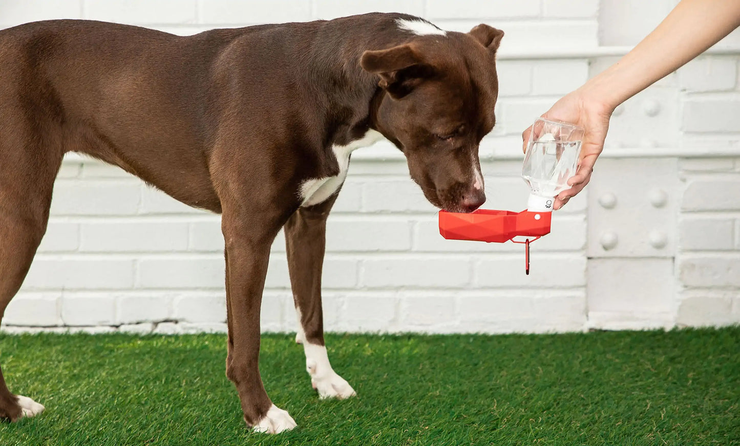 Paws & Refresh Travel Drink Pod