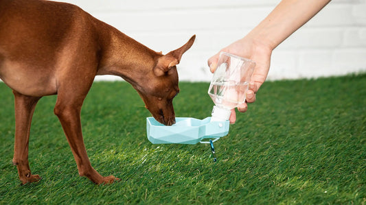 Paws & Refresh Travel Drink Pod